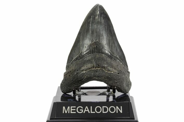 Fossil Megalodon Tooth - South Carolina #370000